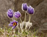 flowering plants of Pulsatilla chinensis Bunge Regel with five purple flowers