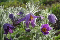 flowering plants of Pulsatilla chinensis Bunge Regel. with purple pendulous flowers