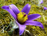 a purple flower of Pulsatilla chinensis Bunge Regel.