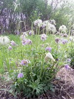 flowering plants of Pulsatilla dahurica Fisch.ex DC.Spreng. with pendulous flowers
