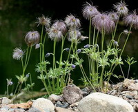 flowering plants of Pulsatilla dahurica Fisch.ex DC.Spreng. with pendulous small flowers