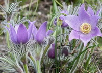 flowering plants of Pulsatilla pratensis L. with purple flowers