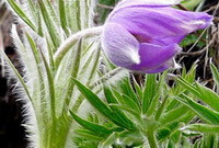 a flowering plant of Pulsatilla pratensis L. with purple pendulous flower