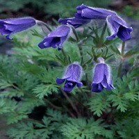flowering plants of Pulsatilla turczaninovii Kryl.et Serg. with bluish violet pendulous flowers