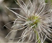 flower of Pulsatilla turczaninovii Kryl.et Serg.