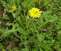 flowering plant of Taraxacum asiaticum Dahlst. grow in field with yellow flowers