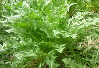 a growing plant of Taraxacum brassicaefolium Kitag.