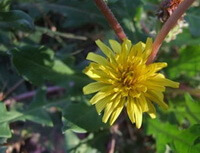flowering plants of Taraxacum erpyhropodium kitag with a yellow flower