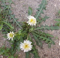 flowering plants of Taraxacum leucanthum Ledeb. with three whitish flowers