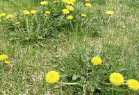 flowering plants of Taraxacum mongolicum Hand.-Mazz. grow in field with many yellow flowers