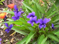 flowering plant of Viola yedoensis Makino with purple flowers