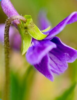 a purple flower of Viola yedoensis Makino.