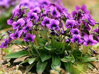 flowering plants of Viola yedoensis Makino grow in a cluster with many purple flowers