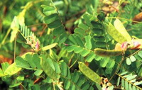 growing plants of Abrus cantoniensis Hance with pods