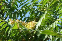 a flowering tree of Ailanthus altissima Mill Swingle. with yellow flower spikes