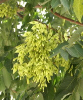 fruiting branches of Ailanthus altissima Mill Swingle.with pendulous pods on branches
