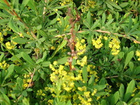 flowering tree of Berberis poiretii Schneid with small yellow flowers