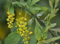 flowering plant of Berberis vernae Schneid with small pendulous yellow flowers