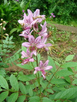 flowering plant of Dictamnus dasycarpus Turcz. with pink flowers