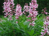 flowering plants of Dictamnus dasycarpus Turcz. with pink flowers