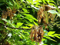 tree of Fraxinus chinensis Roxb with green leaves and pendulous pods hanging on branches