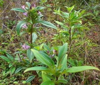several growing plants of Gentiana manshurica