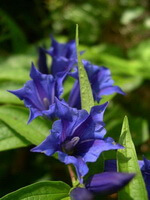 flowering plant of Gentiana manshurica Kitag. with lilac flowers