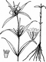 a drawing of Gentiana triflora Pall.,flowering plant and herb