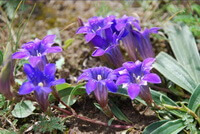 flowering plants of Gentiana triflora Pall with purple flowers