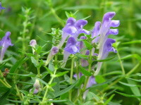 lilac flowers and plants of Scutellaria baicalensis Georgi