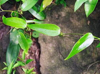 growing plants of Smilax glabra roxb with wines and green leaves