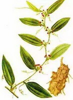 a colorful drawing of Smilax glabra roxb,stem and leaves,flowers and rhizomes