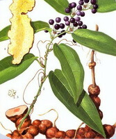 a colorful drawing of Smilax glabra roxb.,roots,stem and leaves,fruit berries and root slices