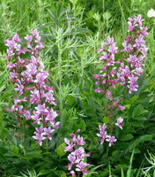 flowering plants of Dictamnus angustifolius G.Don ex Sweet with pink flower spikes