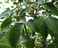 leaves anf flowers of Phellodendron amurense Rupr.