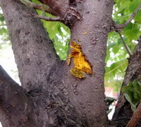 trunk of Phellodendron amurense Rupr with a scar
