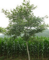 a small tree of Phellodendron amurense Rupr.