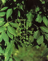 green fruit berries and leaves of Phellodendron chinense Schneid.
