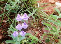 flowering plants of Scutellaria amoena C.H.Wrignt. with six lilac flowers