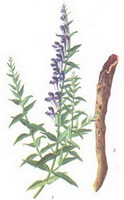 a drawing of Scutellaria baicalensis Georgi,flowering plant and root