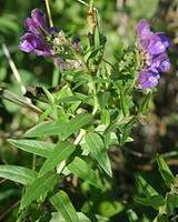 flowering plant of Scutellaria baicalensis Georgi with purple flowers
