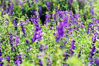 flowering plants of Scutellaria baicalensis Georgi with many purple flowers grow in sunny field