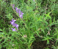 growing plants of Scutellaria baicalensis Georgi with small lilac flowers