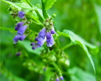 flowering plant of Scutellaria lateriflora with many pendulous lilac flowers