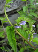 a flowering plant of Scutellaria lateriflora with small lilac flowers