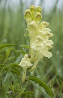 flowering plant of Scutellaria viscidula Bunge. with light yellow flowers