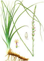 a drawing of Anemarrhena asphodeloides Bge,rhizome,stem and leaves,flower spikes,petals and seeds