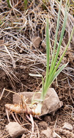 a plant of Anemarrhena asphodeloides Bunge,with fresh rhizome and root