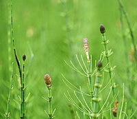 upper part of Equisetum hiemale L plant with small spikes grow in a field