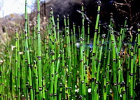 green segments of Equisetum hiemale L in a cluster